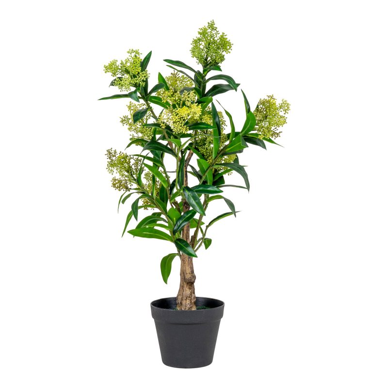 Skimmia Træ