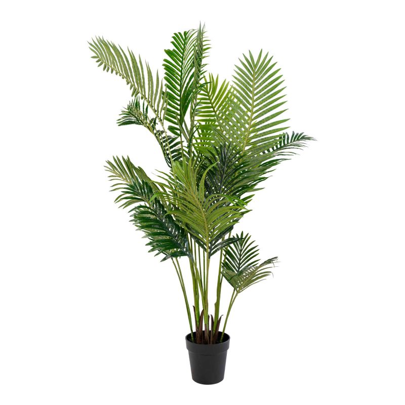 Areca Palme - Grøn