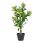 Skimmia træ grøn kunstig plante i sort potte 75 cm høj