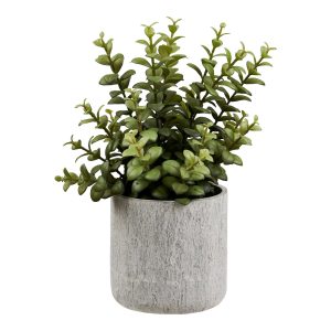 Succulent1 - Grå / Grøn